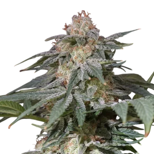 Lemon Tree FAST