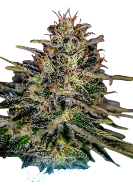 Lemon Trip – Produktansicht
