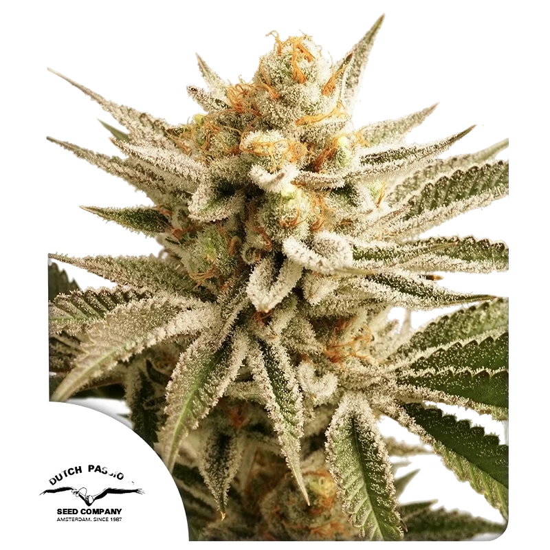 Lemon Z – Produktansicht