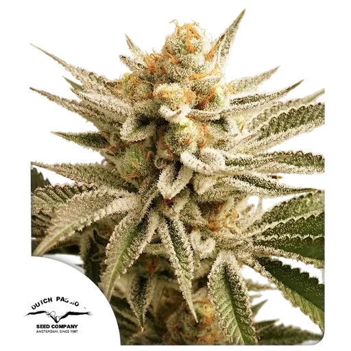 Lemon Z | PHOTOFEM | Dutch Passion