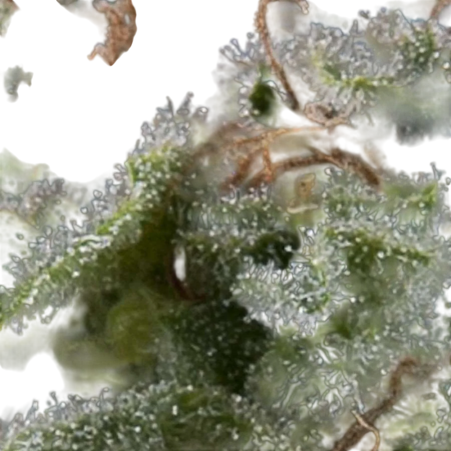 Lennon Auto | AUTOFEM | Pyramid Seeds