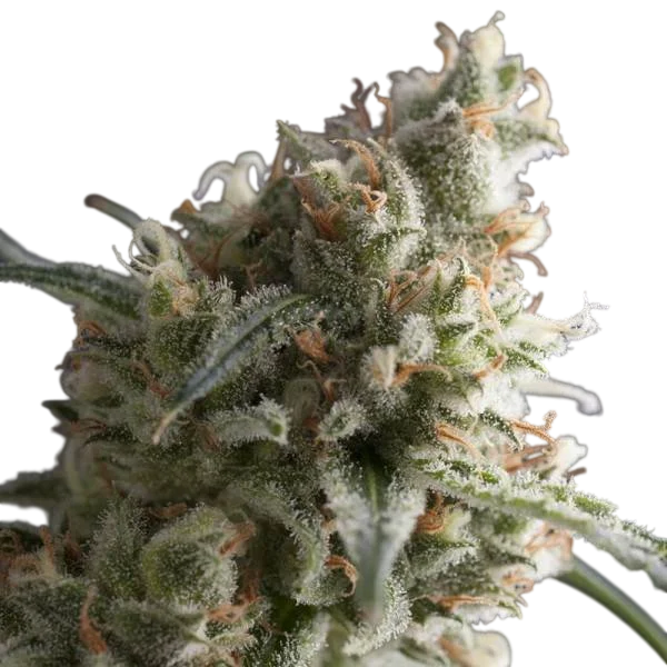 Lennon | PHOTOFEM | Pyramid Seeds
