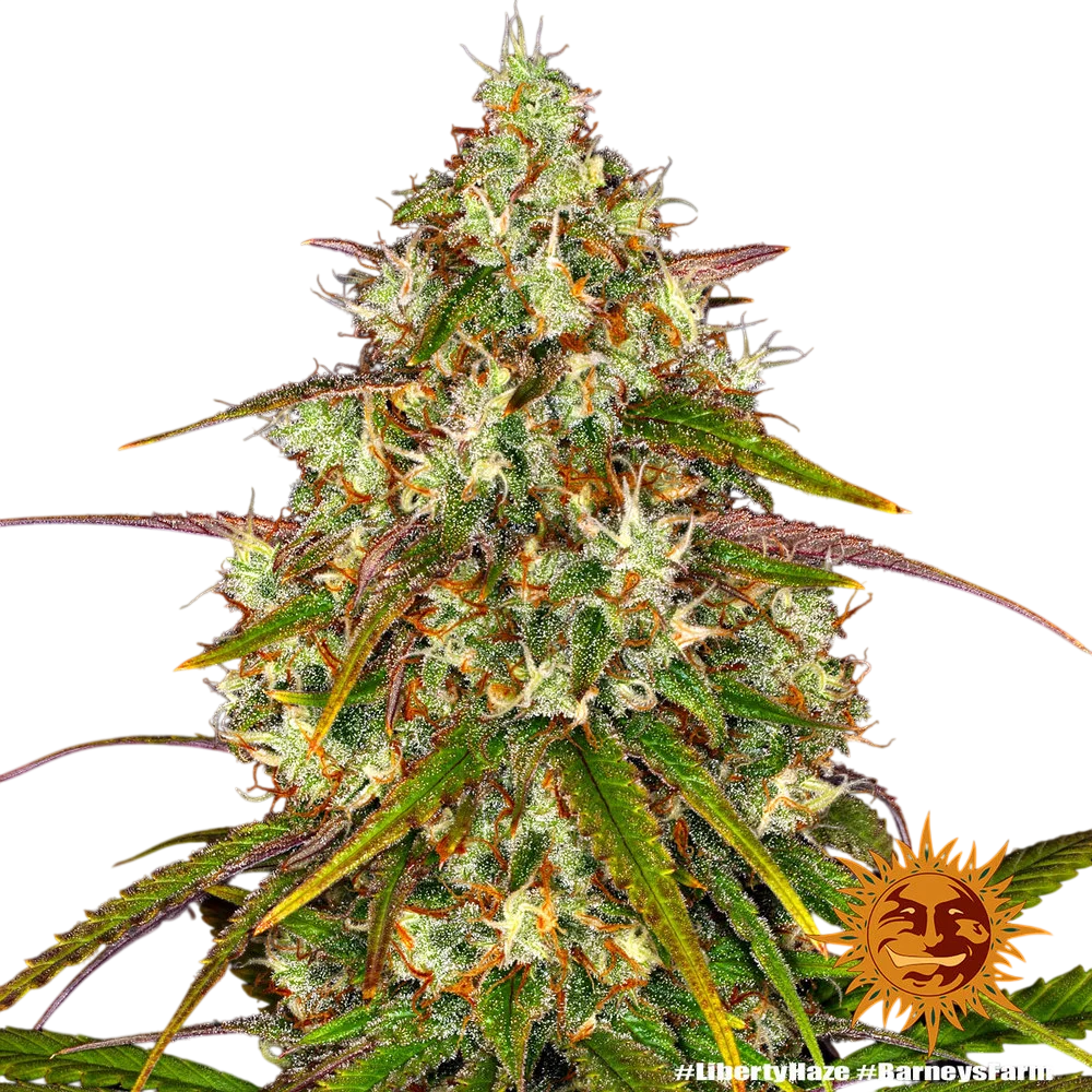 Liberty Haze – Produktansicht