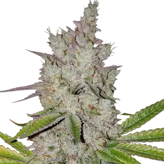 Lilac Diesel RBX2 Auto – Produktansicht