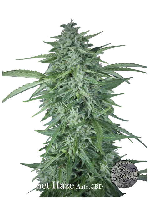 Llimonet Haze CBD Auto – Produktansicht