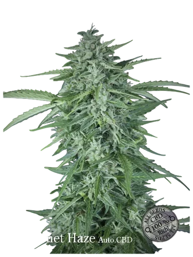 Llimonet Haze CBD Auto