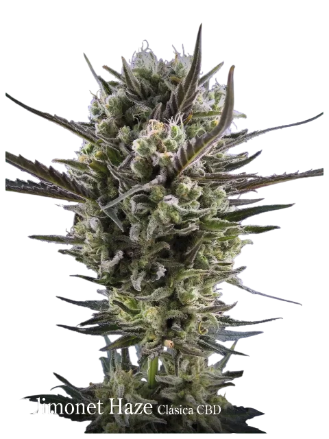 Llimonet Haze Classic CBD – Produktansicht