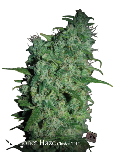 Llimonet Haze Classic THC – Produktansicht