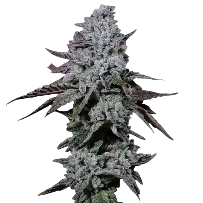 Banana Daddy IBL Auto – Produktansicht