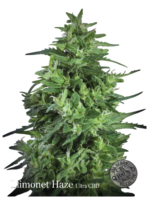 Llimonet Haze Ultra CBD – Produktansicht