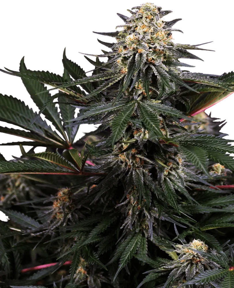 Lockdown Kush – Produktansicht