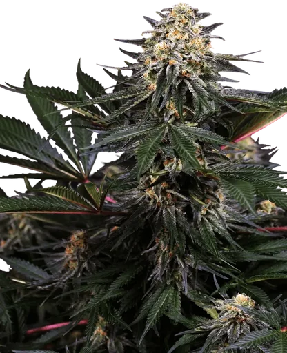 Lockdown Kush