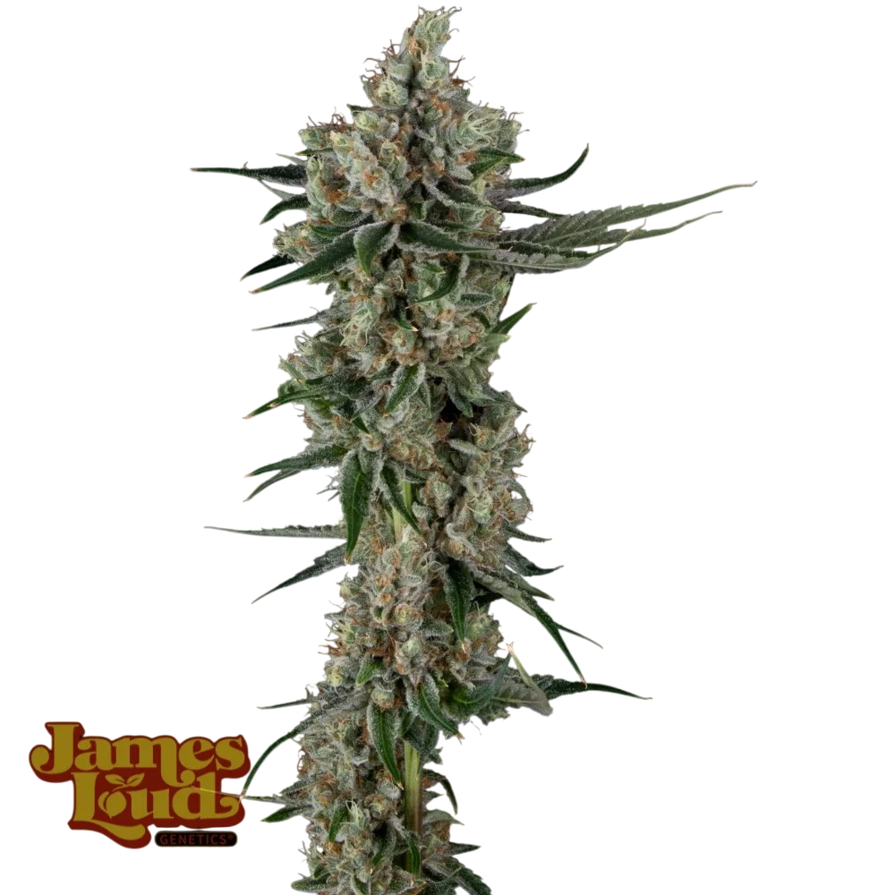 Loud Dream Candy – Produktansicht