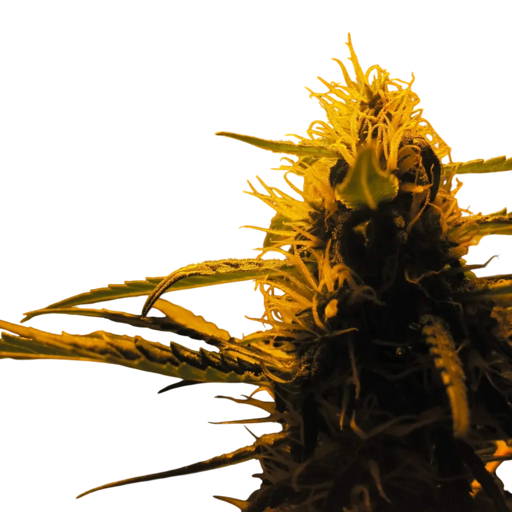 Lowryder Auto – Produktansicht