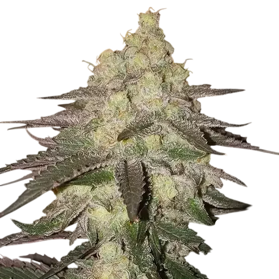Banana Daddy RBX2 Auto – Produktansicht