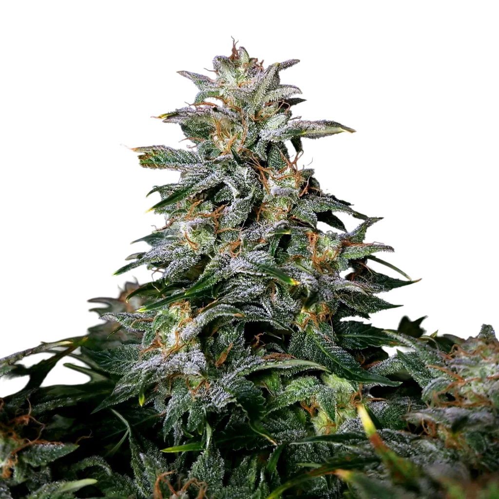 Lowryder Auto – Produktansicht