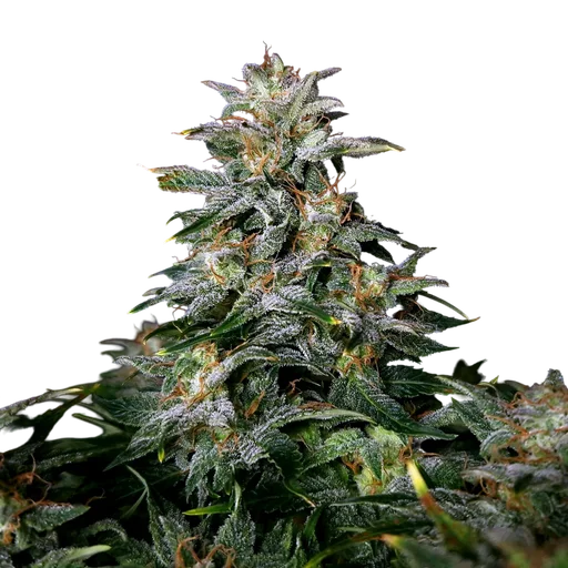 Lowryder Auto