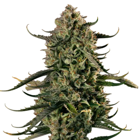 Mac Dawg XXL Auto | AUTOFEM | Silent Seeds