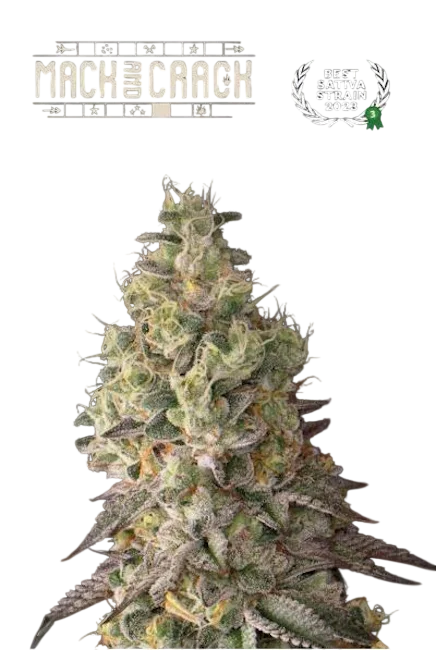 Mack & Crack Auto – Produktansicht
