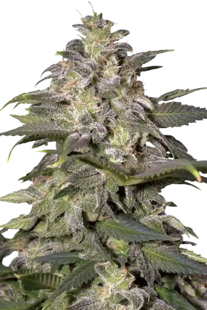 Magic Bud – Produktansicht