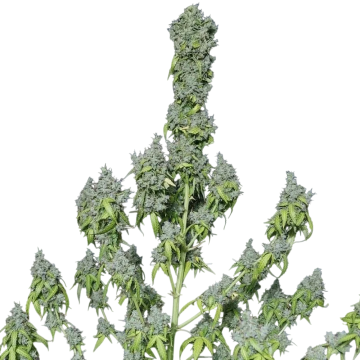 Magic Tree Auto – Produktansicht