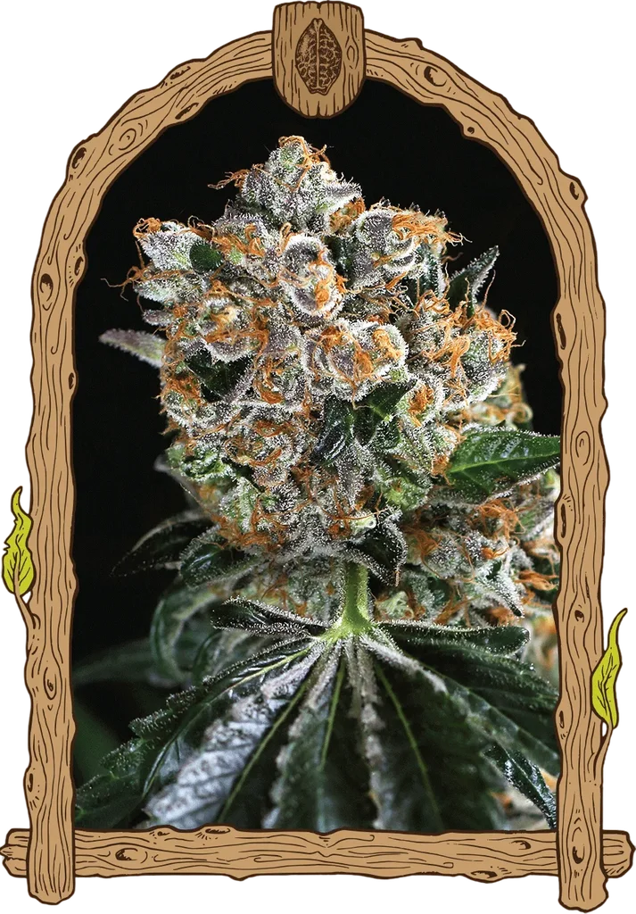 Malasaña Cookies | PHOTOFEM | Exotic Seed