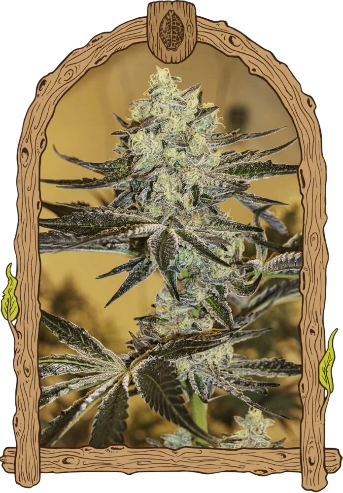 Malasaña Gelato | PHOTOFEM | Exotic Seed