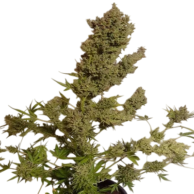 Malawi x NL Auto