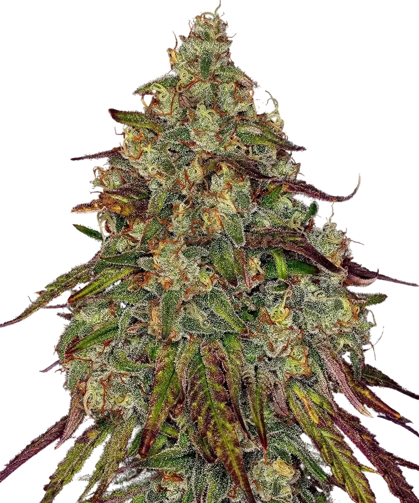Amnesia Lemon – Produktansicht