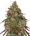 Amnesia Lemon | PHOTOFEM | Barneys Farm