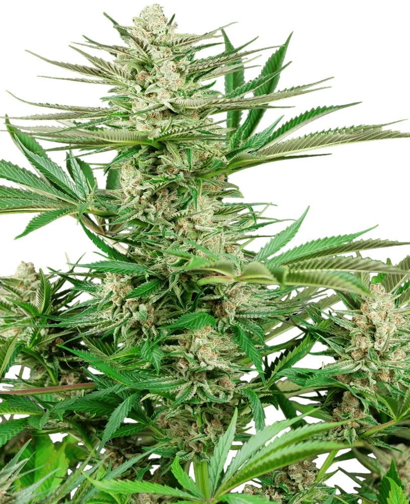 Malibu OG Gold – Produktansicht