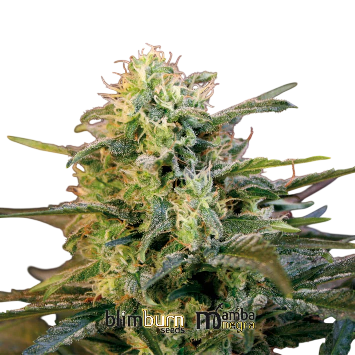 Mamba Negra – Produktansicht