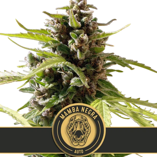 Mamba Negra Auto – Produktansicht