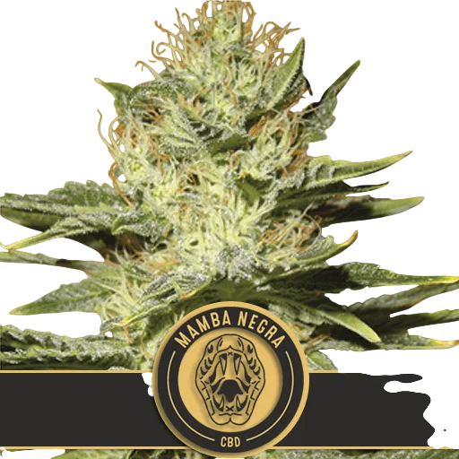 Mamba Negra CBD – Produktansicht