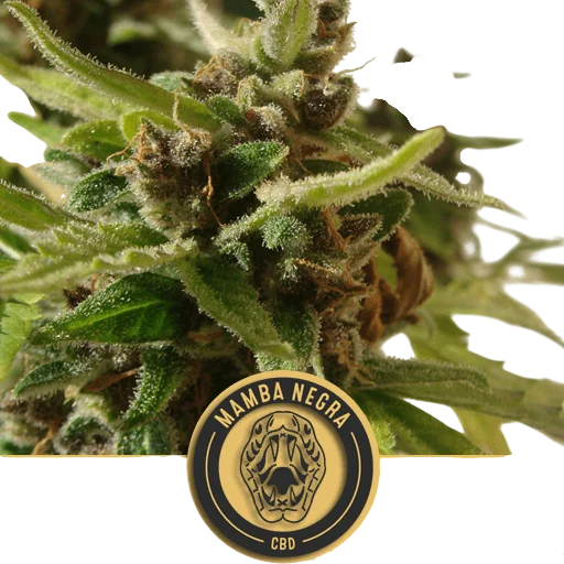 Mamba Negra CBD Auto
