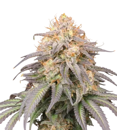 Mandarin Panties Auto