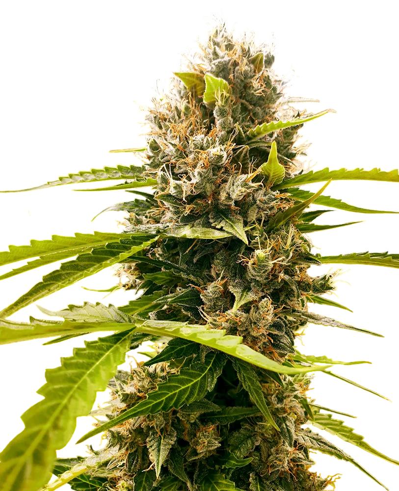 Mandarin Punch – Produktansicht