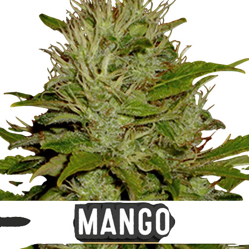 Mango – Produktansicht