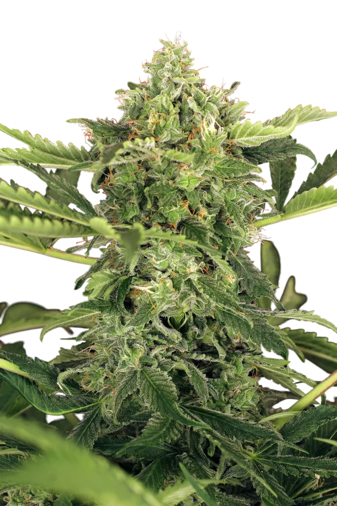 Mango Cream Auto | AUTOFEM | Exotic Seed