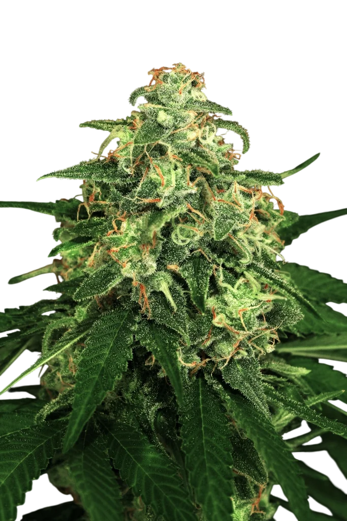 Mango Cream | PHOTOREG | Exotic Seed