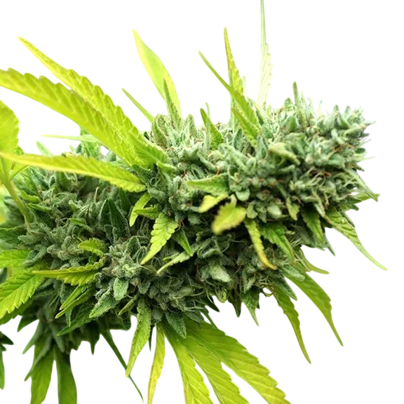 Mango OG Auto – Produktansicht