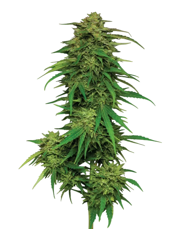 Mango Sherbert | PHOTOFEM | Humboldt Seed Co.