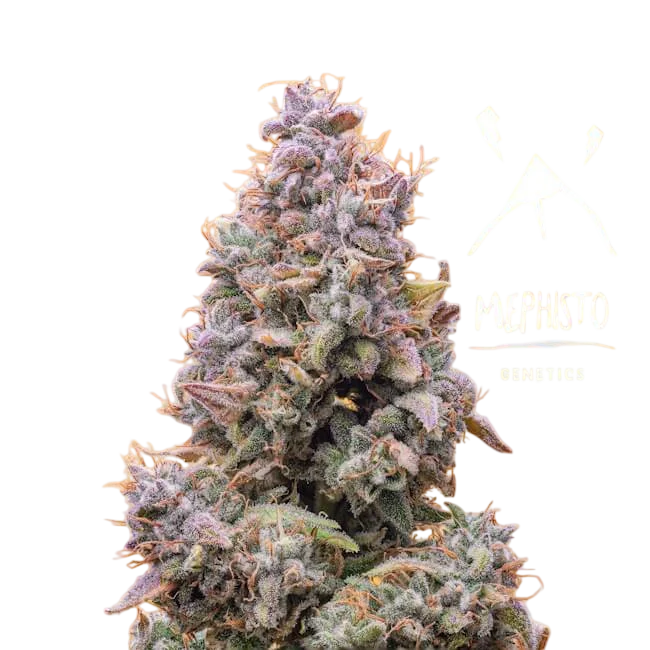 Mango Smile Auto – Produktansicht