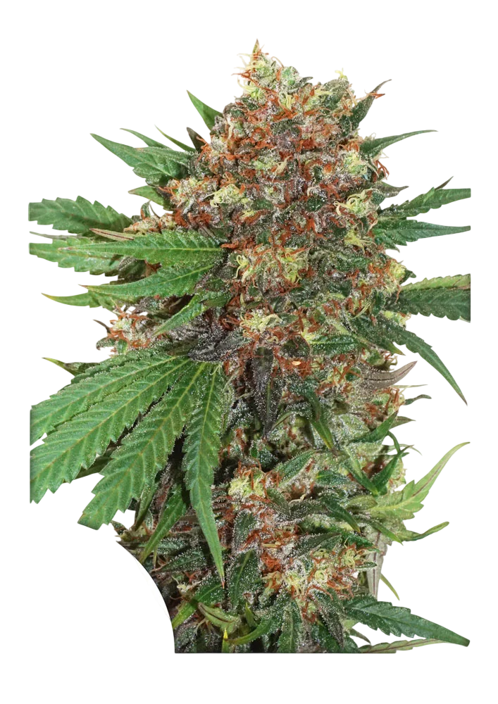 Master Kush – Produktansicht