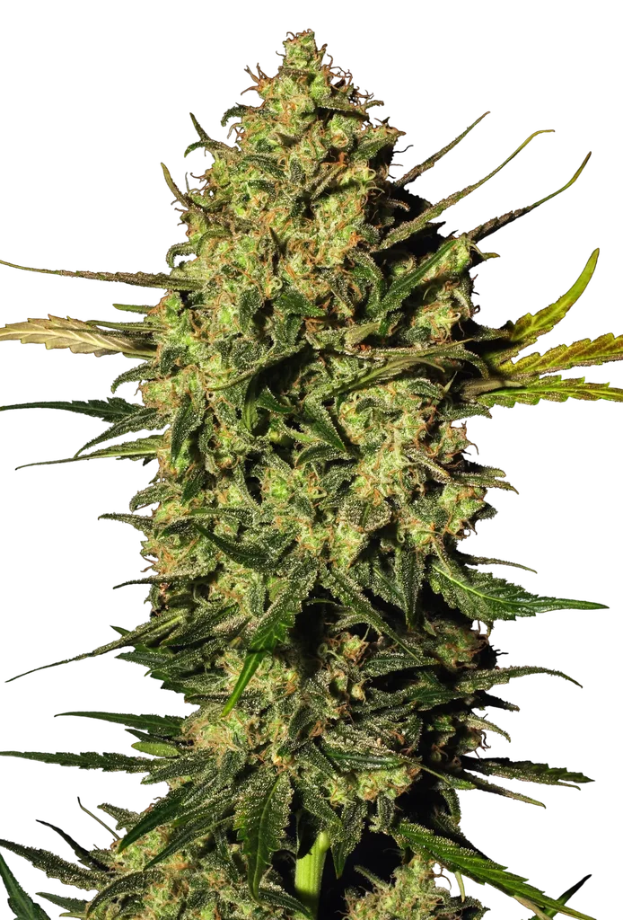 Master Kush Auto – Produktansicht