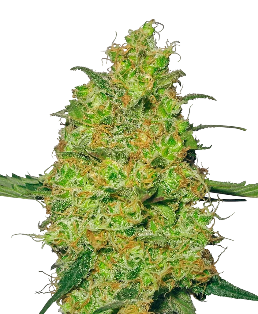 Master Kush – Produktansicht