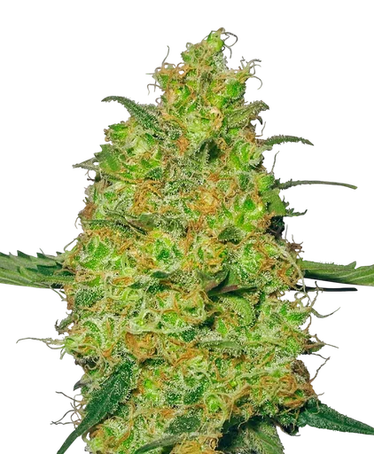 Master Kush