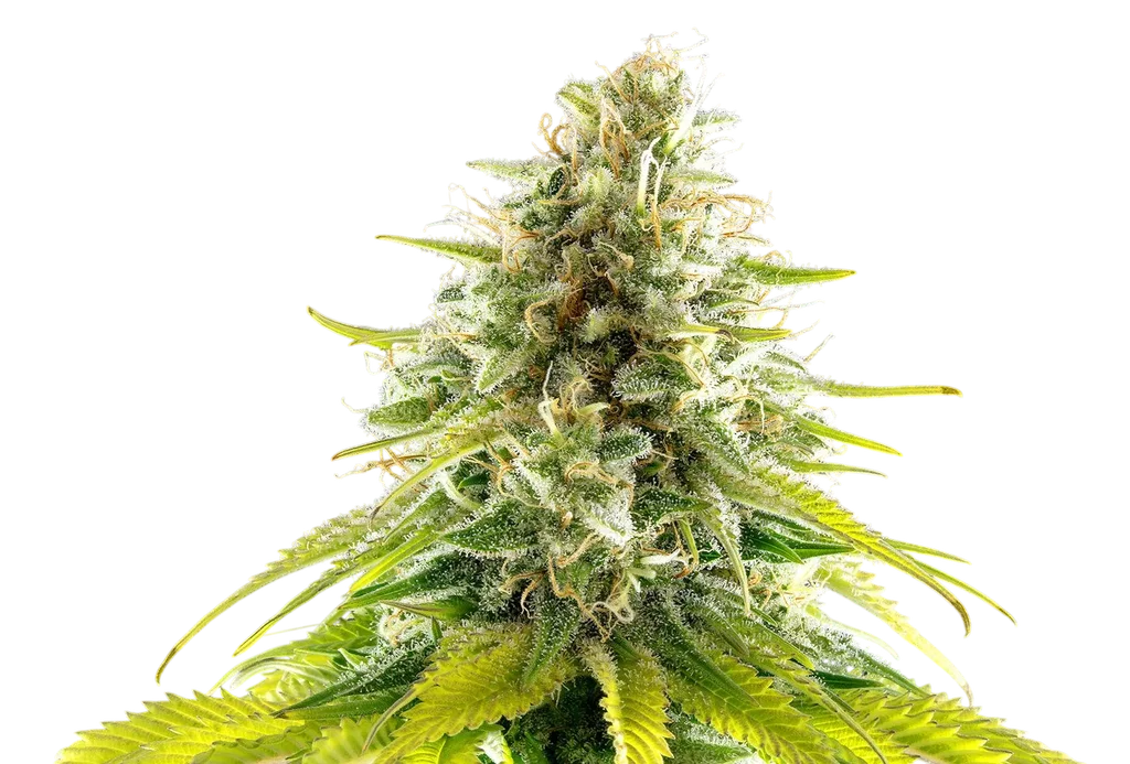 Mataro Blue – Produktansicht