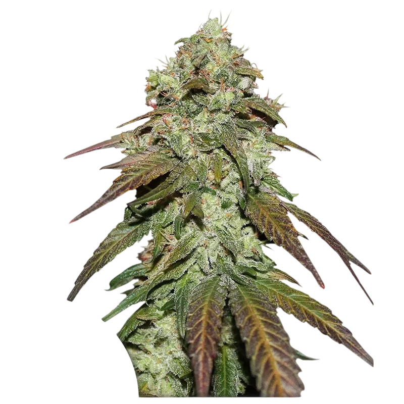 Mazar CBD | PHOTOFEM | Dutch Passion