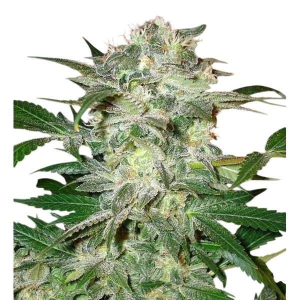 Mazar Kush – Produktansicht